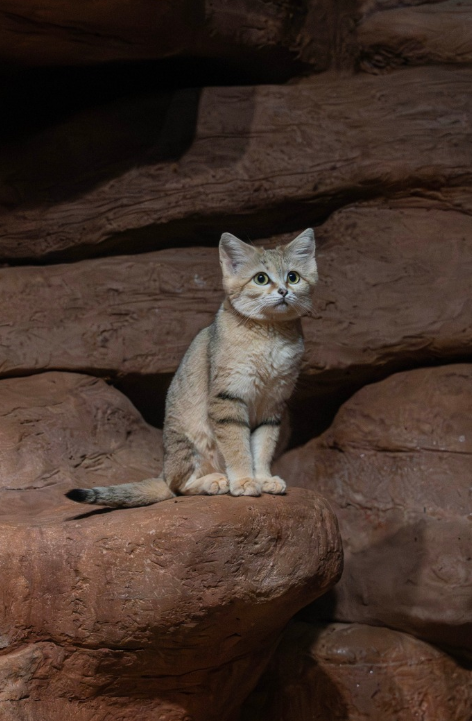 sand cat